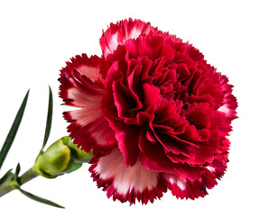  Carnation flower isolated on white background, cutout 