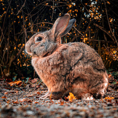 Lapin marron assis