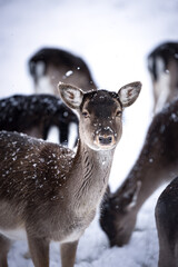 Portrait of a brown fallow deer on a white snowfield in Germany in a snowstorm
