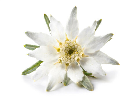Edelweiss flower isolated on white background, cutout 
