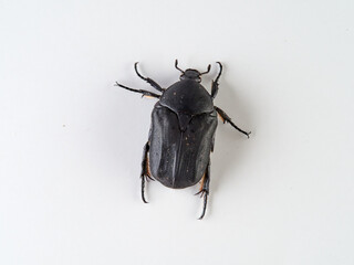 black beetle on a white background. Genus Protaetia