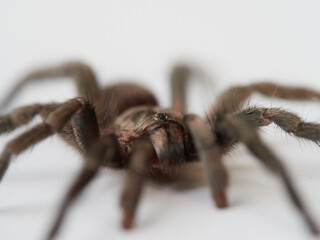 black tarantula on white background. Ischnocolus valentinus
