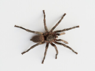 black tarantula on white background. Ischnocolus valentinus