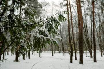 Tree branch covered with snow. Winter snowy park or forest.