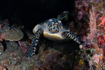 Hawksbill Turtle - Eretmochelys imbricata at the famous Liberty shipwreck. Sea life of Tulamben, Bali, Indonesia.