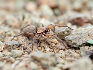 spider in its natural habitat. Genus Nomisia