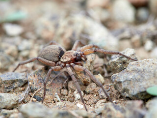 spider in its natural habitat. Genus Nomisia