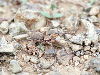 spider in its natural habitat. Genus Nomisia