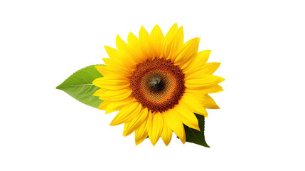 Obraz premium Sunflower isolated on transparent background, PNG image with background removed, Created with Generative Ai technology.