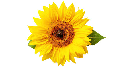 Sunflower isolated on transparent background, PNG image with background removed, Created with Generative Ai technology. - obrazy, fototapety, plakaty