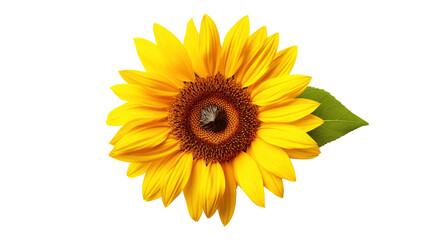 Obraz premium Sunflower isolated on transparent background, PNG image with background removed, Created with Generative Ai technology.