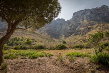 Landscape with trees