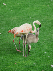 pink flamingo feeding its baby