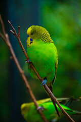 small green parrot