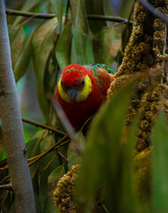 red and yellow parrot