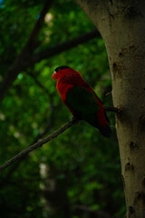 parrot sitting on a branch