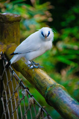 white parrot on a branch
