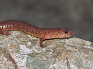 Closeup on an adult spring salamander, ,Gyrinophylus porphyriticus, sitting on a stone