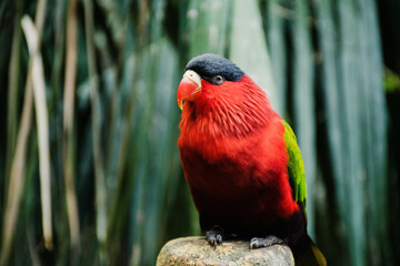 red and black parrot