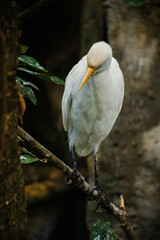 cattle egret 