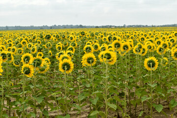 The sunflowers in the field turned their baskets, inflorescences, to meet the sun.