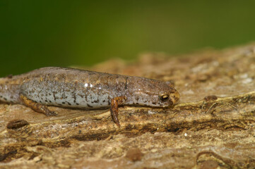 Closeup on a Four toed salamander, Hemidactylium scutatum sitting sitting on a piece wood