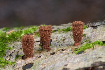 Inedible mushroom Cyathus striatus on the wood. Known as fluted bird's nest fungus. Wild mushrooms in deciduous forest.