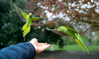 Flying Parrots catching a nut in the park