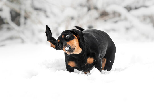 dog dachshund black tan winter walk in the snow beautiful winter photos of dogs