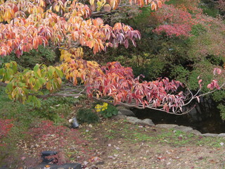 色づいたミズキの葉