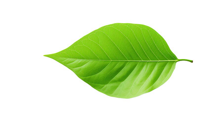 Obraz premium green leaf on white background