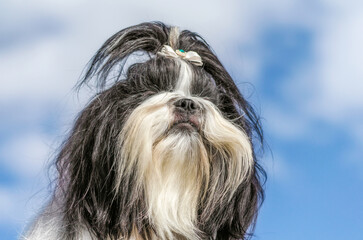 Shih tzu dog portrait close up