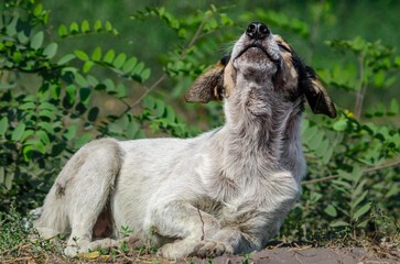 mongrel dirty dog basking in the sun against the background of bushes