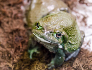 frog with a hypnotic gaze looks at the camera