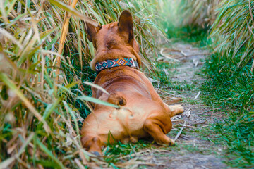 french bulldog walking on a path in the grass