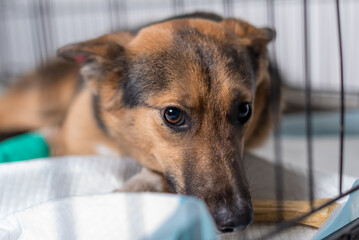 sad mongrel dog in a cage