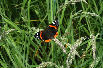 Closeup on a single Red Admiral butterfly, Vanessa atalanta, sitting in a meadow