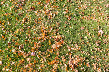 Fallen autumn leaves of birch on a lawn in park