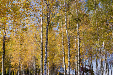 Birch grove with autumn leaves in park in sunny day