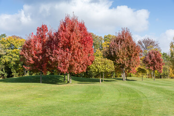 Group of red maples with bright autumn leaves in park