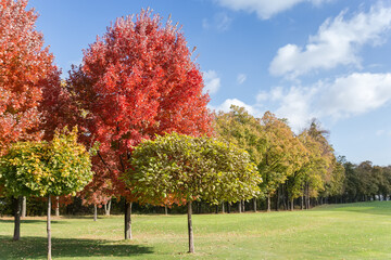 Red maples with autumn leaves and other trees in park