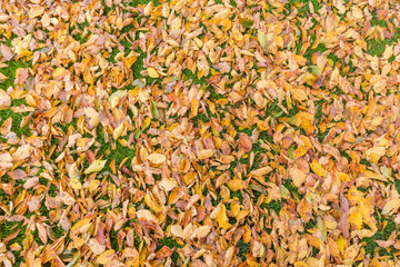 Fallen autumn leaves of hornbeam on a lawn in park