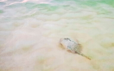Stingray electric ray rays swimming close to beach in water.