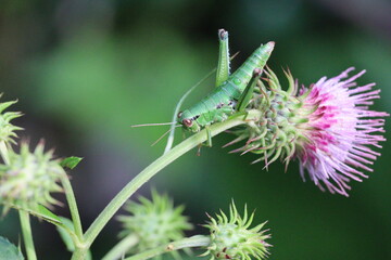 Thistle flower and green grasshopper