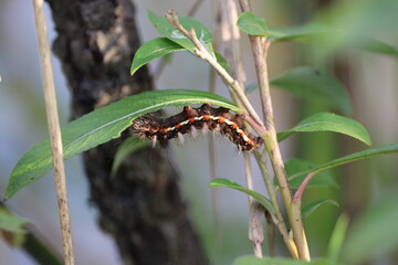 Knot grass moth caterpillar eating willow leaves