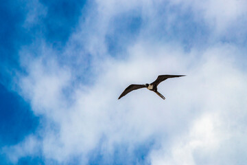 Fregat birds flock fly blue sky clouds background in Mexico.