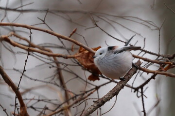 枝に止まったシマエナガ