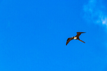 Fregat birds flock fly blue sky clouds background in Mexico.