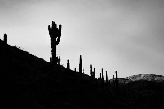 Siluetas de cardones de la quebrada de humahuaca, en Jujjuy, Argentina