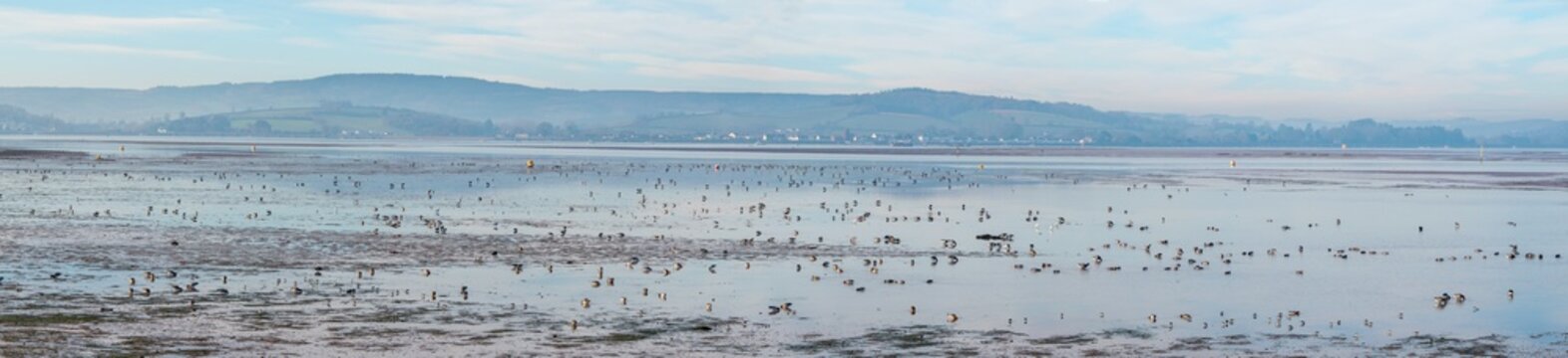 Exmouth estuary panoramic image showing hundreds of birds in the foreground. Slim letterbox format image.